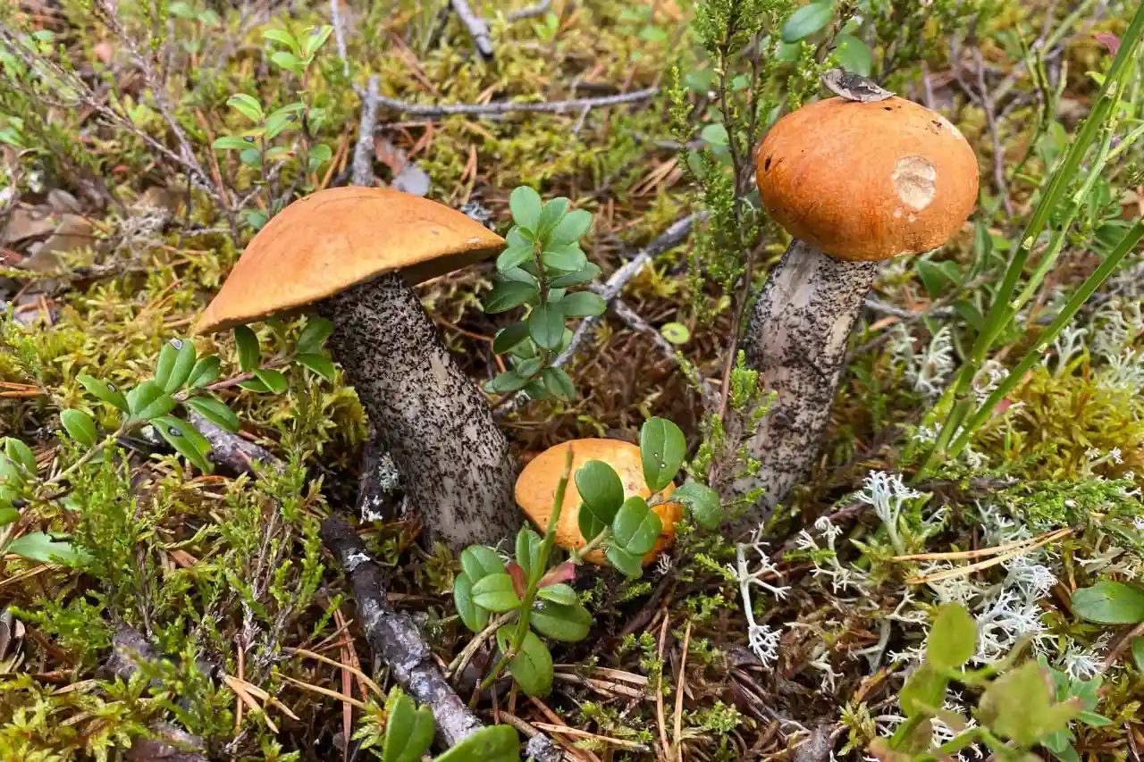 Ягоды и грибы